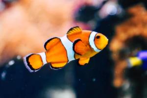 意甲足球联赛积分规则图解,历史演变与规则解读意甲足球联赛积分规则图